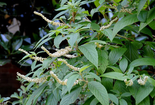 Mountain Sweet Pepperbush (Clethra acuminata)