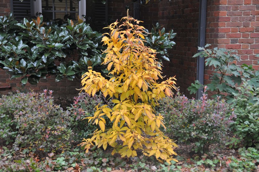Mountain Sweet Pepperbush (Clethra acuminata)