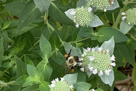 Mountain Mint (Pycnanthemum muticum)