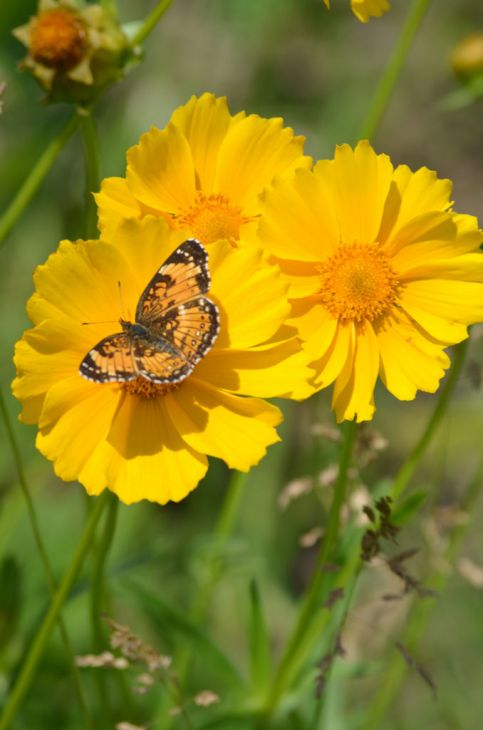 Lanceleaf Coreopsis (Coreopsis lanceolata)