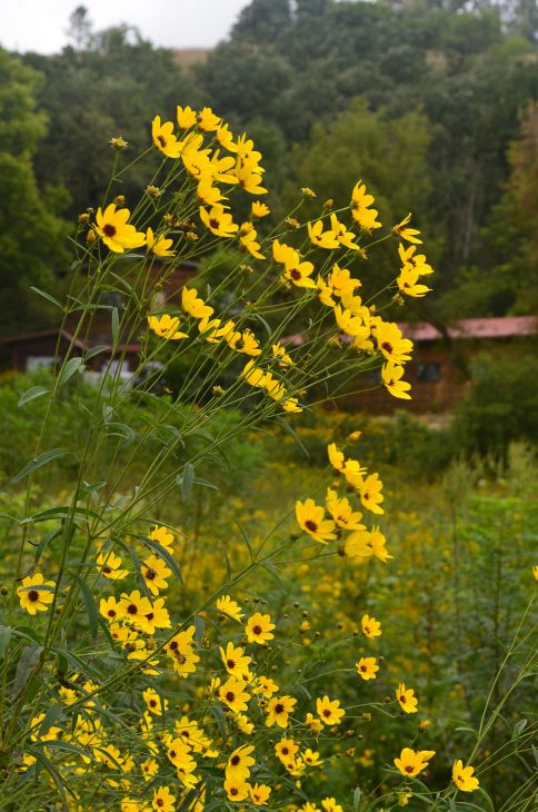 Tall Coreopsis (Coreopsis tripteris)