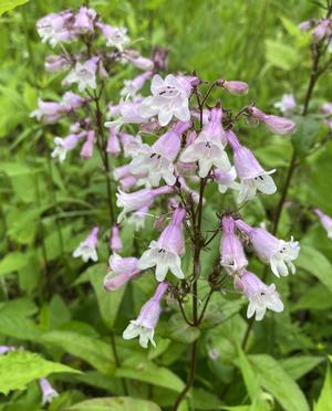 Calico Beardtongue (Penstemon calycosus)