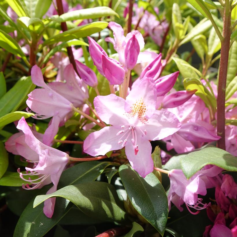 Rosebay Rhododendron (Rhododendron maximum)