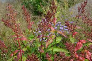 Calico Beardtongue (Penstemon calycosus)