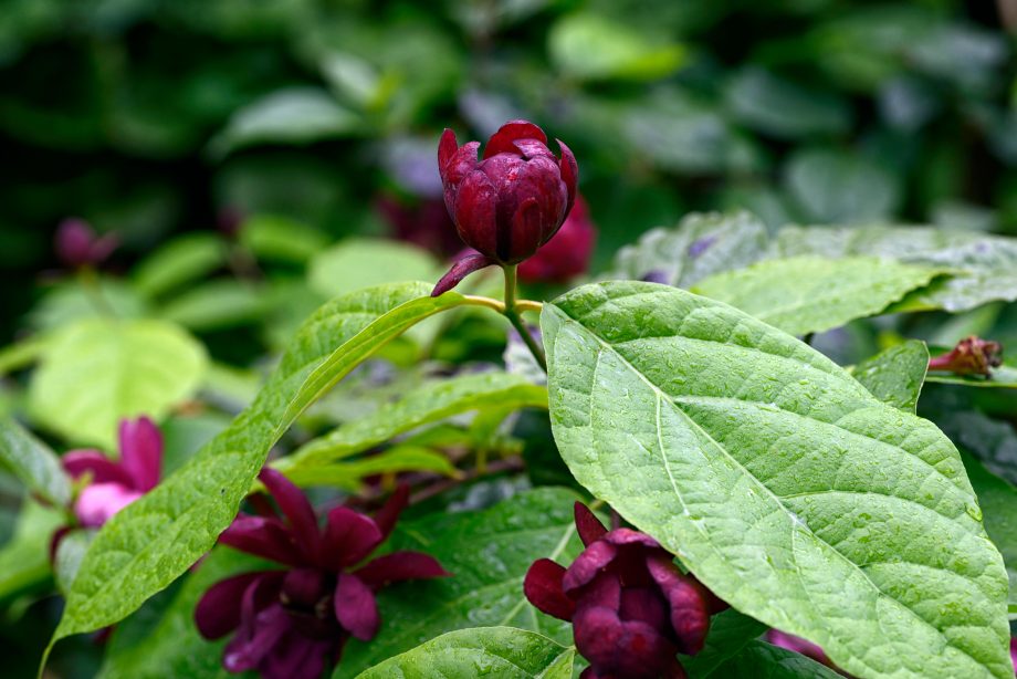 Carolina Allspice (Calycanthus floridus)