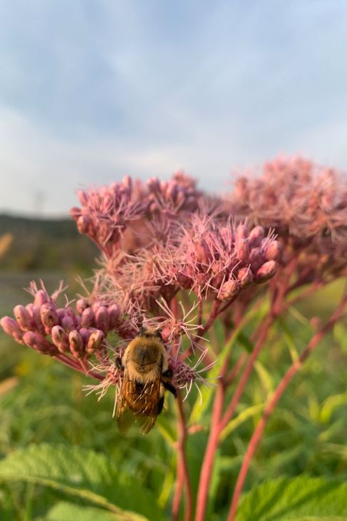 Joe-Pye Weed (Eutrochium maculatum)