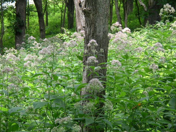 Purple Joe-Pye Weed (Eupatorium purpureum)