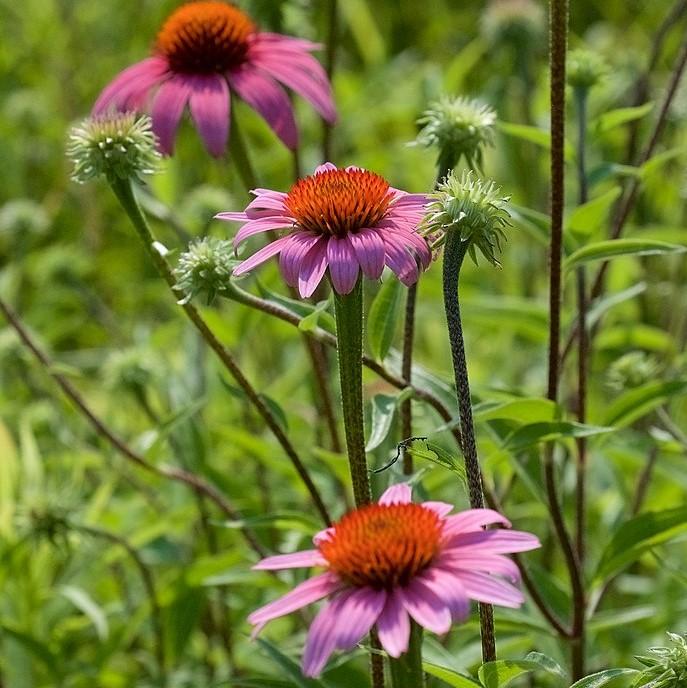 Purple Coneflower (Echinacea purpurea)