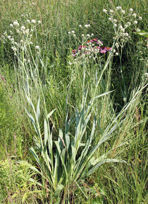 Rattlesnake Master (Eryngium yuccifolium)