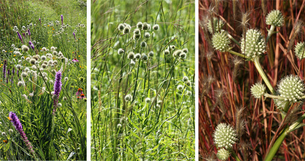 Rattlesnake Master (Eryngium yuccifolium)