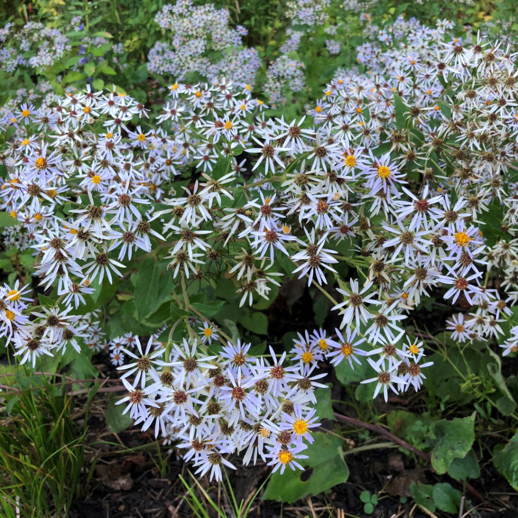 Big-Leaved Aster (Eurybia macrophylla)