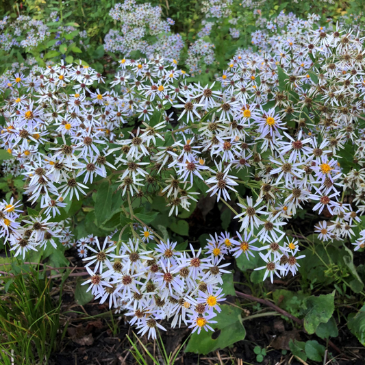 Big-Leaved Aster (Eurybia macrophylla)
