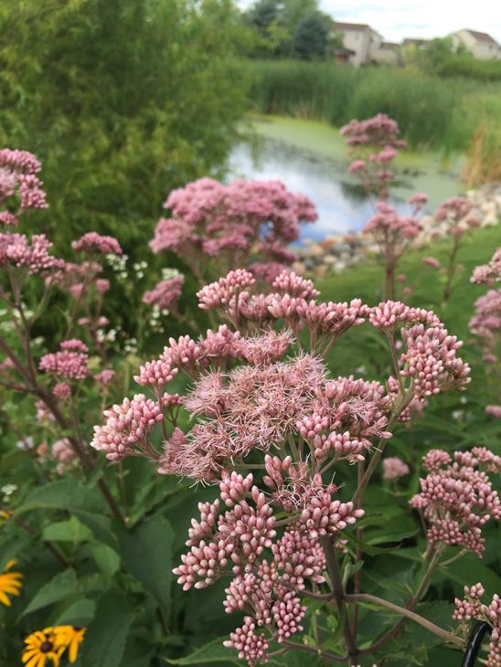 Joe-Pye Weed (Eutrochium maculatum)