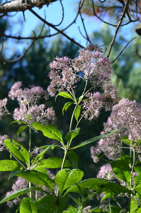 Purple Joe-Pye Weed (Eupatorium purpureum)