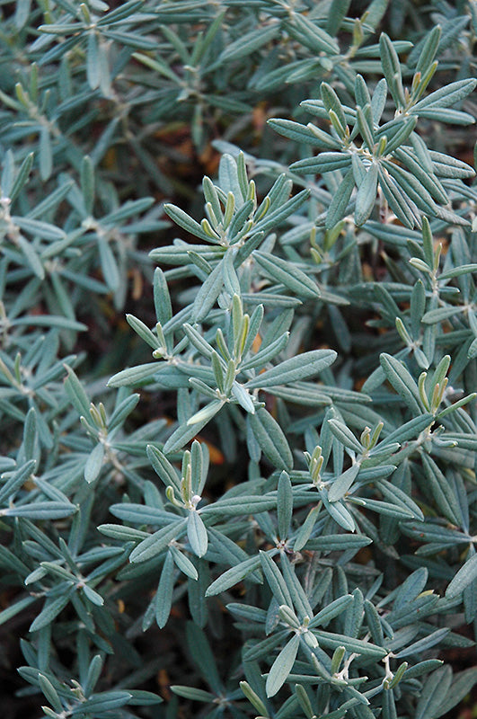 Bog Rosemary (Andromeda polifolia)