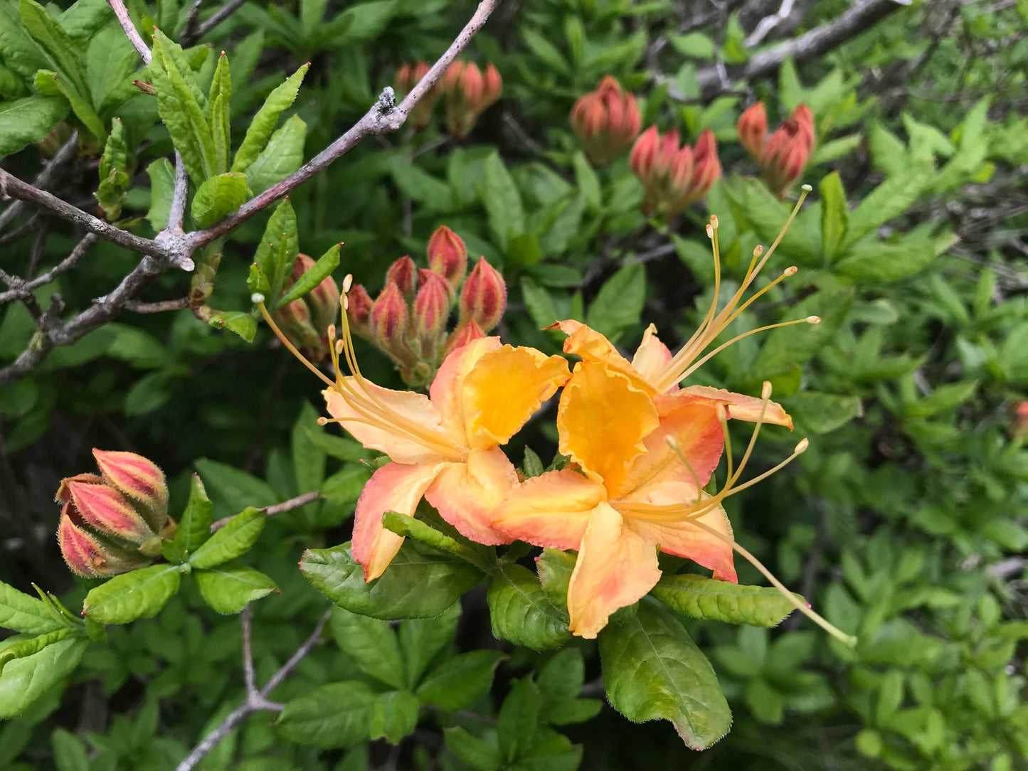 Flame Azalea	(Azalea calendulaceum; Rhododendron calendulaceum)