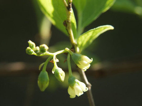 Blue Huckleberry (Gaylussacia frondosa)