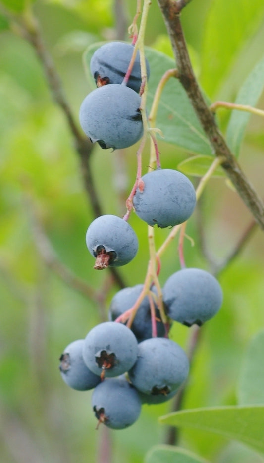Blue Huckleberry (Gaylussacia frondosa)