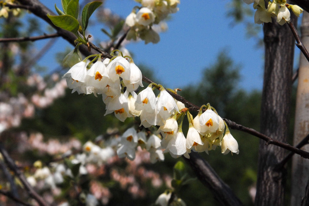 Carolina Silverbell	(Halesia carolina)