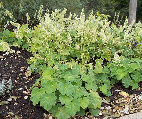 Mel's Soft Landings Plant Kit