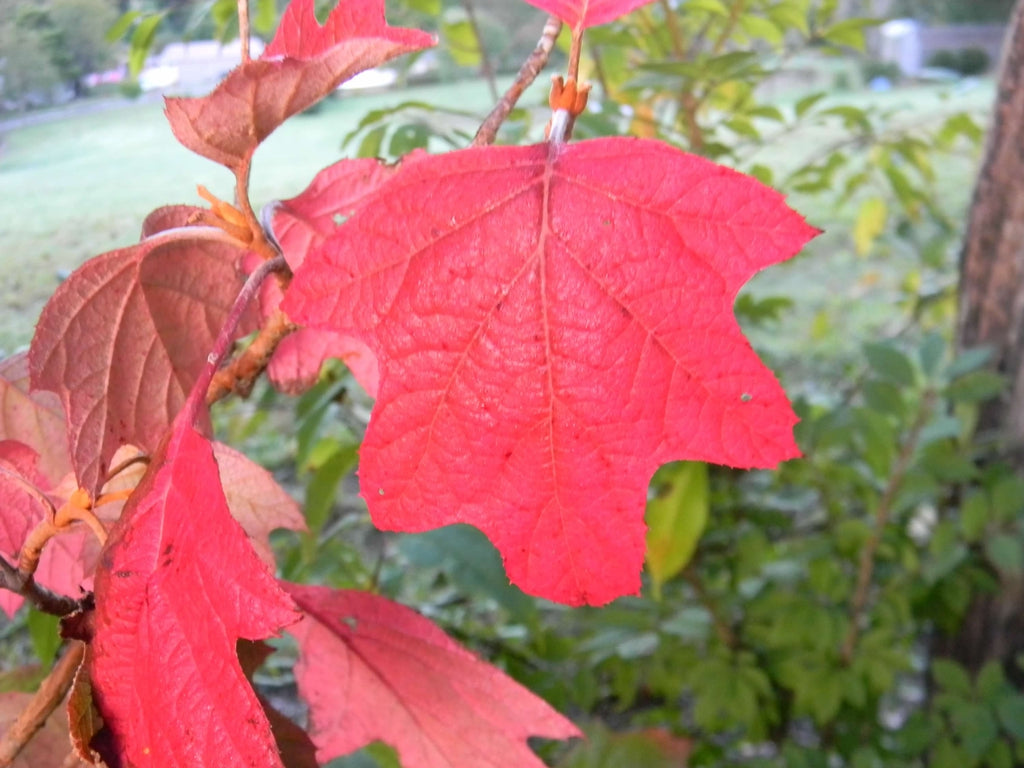 Dwarf Oakleaf Hydrangea (Hydrangea quercifolia 'Pee Wee')