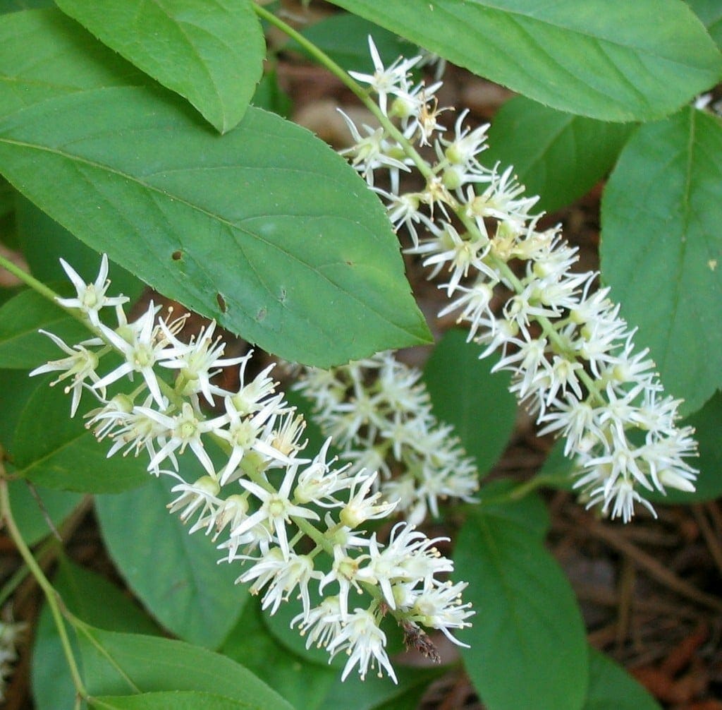Virginia Sweetspire (Itea virginica)