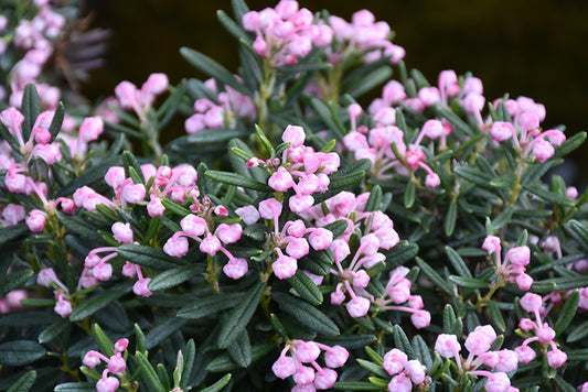 Bog Rosemary (Andromeda polifolia)