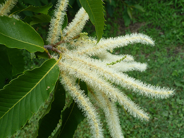 American Chestnut (Castanea dentata)