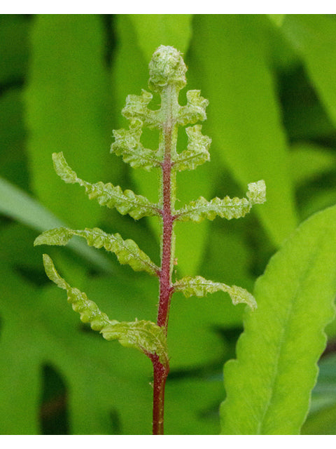 Sensitive Fern (Onoclea sensibilis)