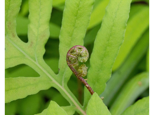 Sensitive Fern (Onoclea sensibilis)