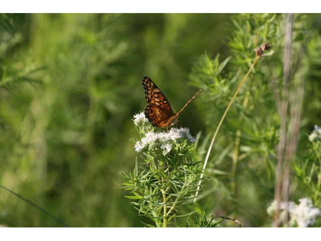 Slender Mountain Mint (Pycnanthemum tenuifolium)