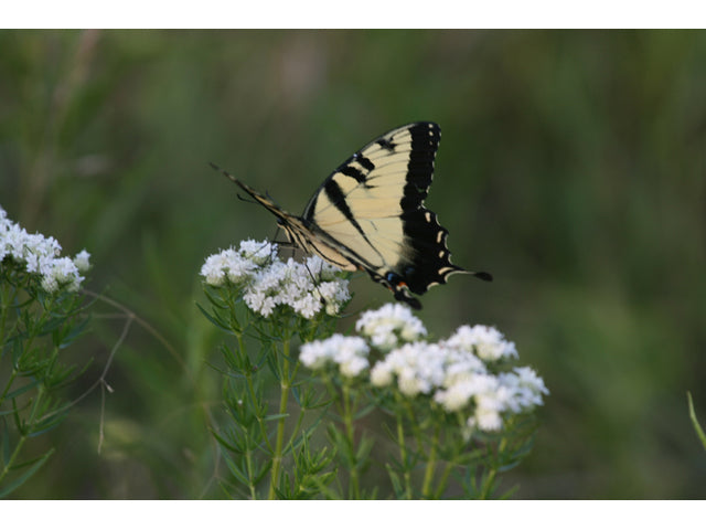 Slender Mountain Mint (Pycnanthemum tenuifolium)
