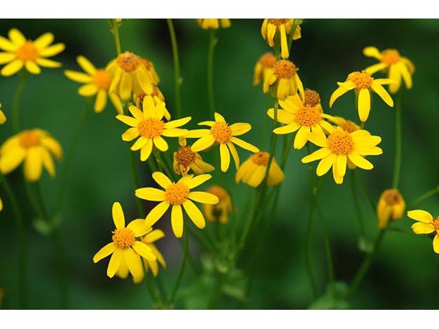 Golden Ragwort (Pakera aurea)