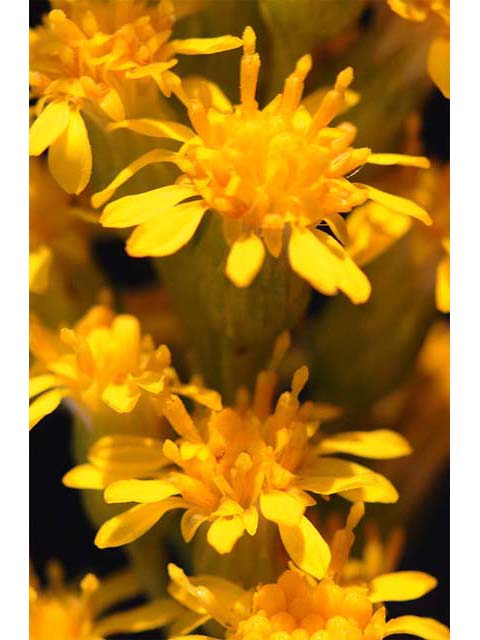 Seaside Goldenrod (Solidago sempervirens)