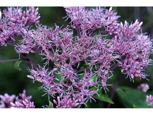 Purple Joe-Pye Weed (Eupatorium purpureum)