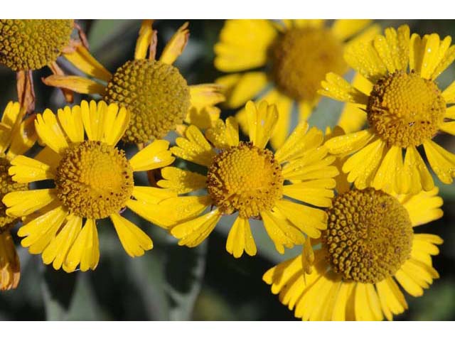 Common Sneezeweed (Helenium autumnale)