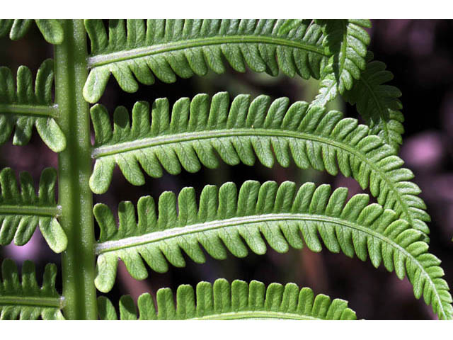 Ostrich Fern (Matteuccia struthiopteris)