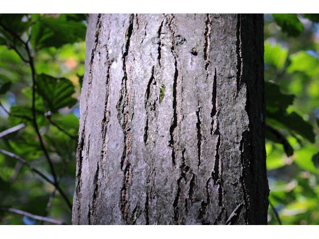 American Chestnut (Castanea dentata)