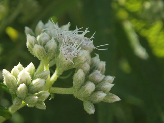 Common Boneset (Eupatorium perfoliatum)