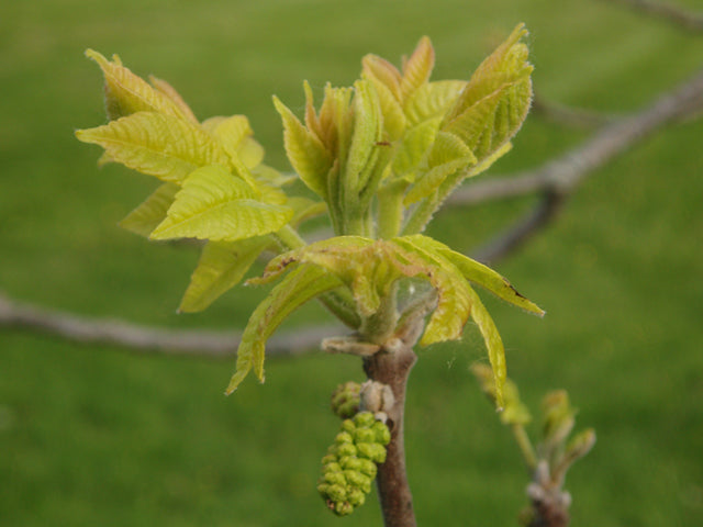 Black Walnut (Juglans nigra)