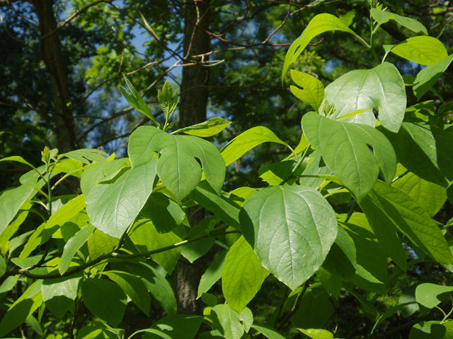 Sassafras (Sassafras albidum)