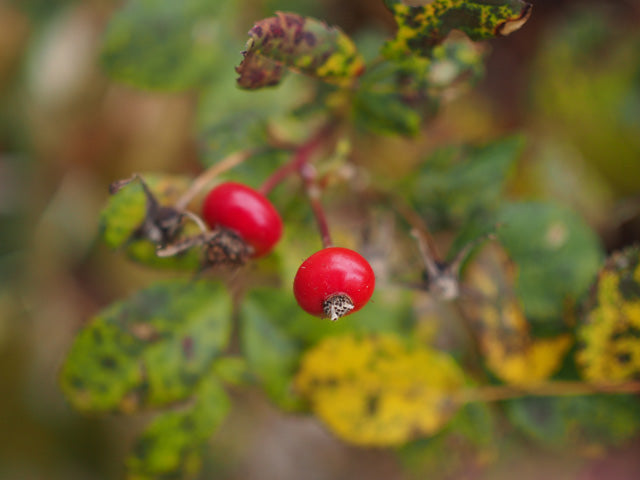 Carolina Rose (Rosa carolina)