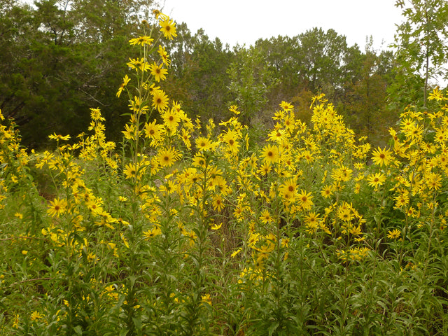 Maximilian Sunflower (Helianthus maximiliani)