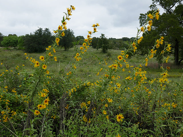 Maximilian Sunflower (Helianthus maximiliani)