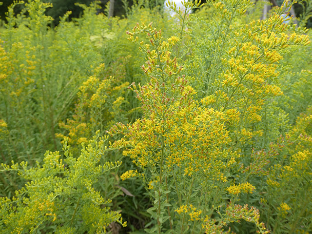 Field Goldenrod (Solidago nemoralis)