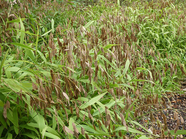 River Oats (Chasmanthium latifolium)