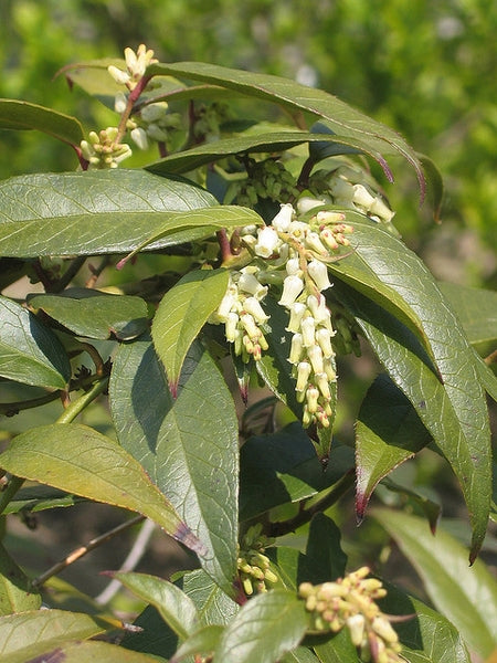 Coastal Doghobble (Leucothoe axillaris)