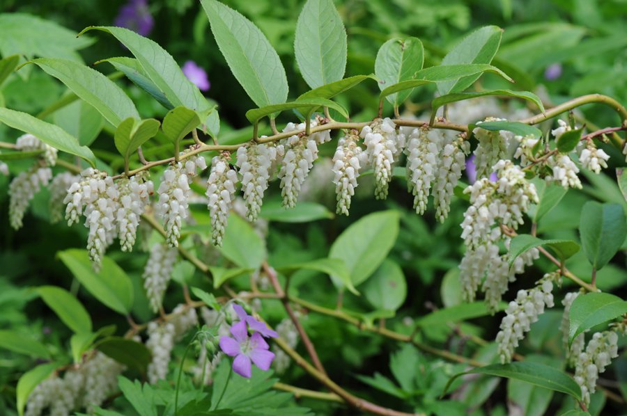 Drooping Leucothoe (Leucothoe catesbaei)