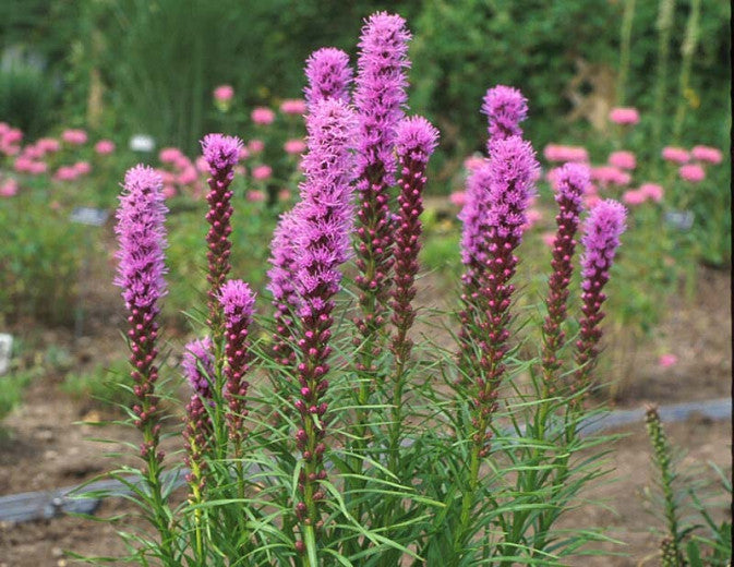 Blazing Star (Liatris spictata)