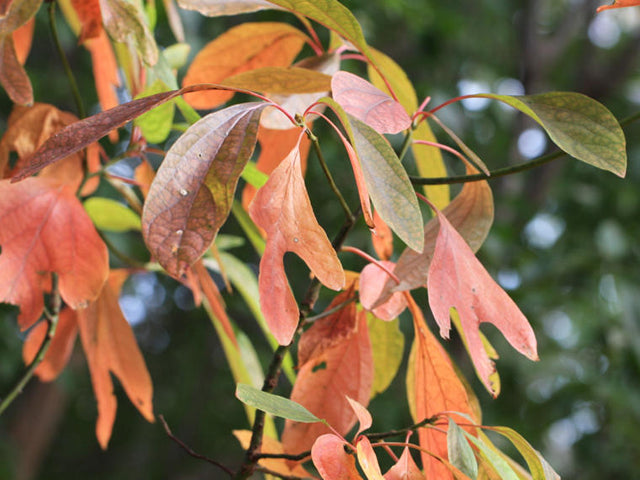 Sassafras (Sassafras albidum)